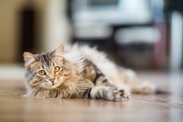 Maine Coon Cat Relaxing Indoors