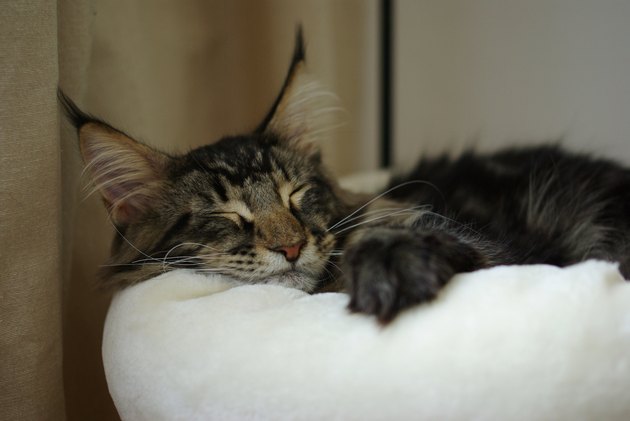 Maine coon cat sleeping