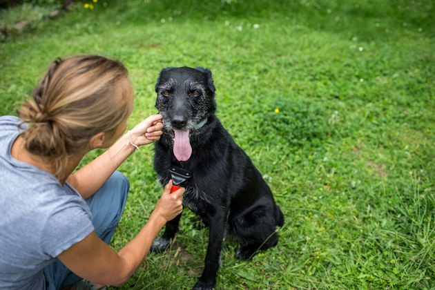 How To Care For A Blind And Deaf Dog