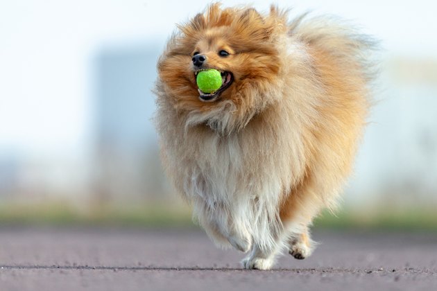 a shetland sheepdog plays with a little ball
