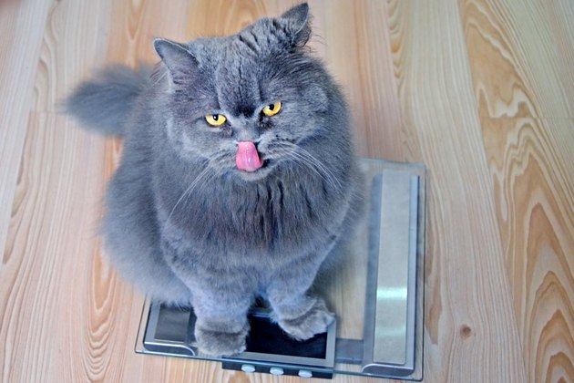 The hungry gray big long-haired British cat sits on the scales and licking.