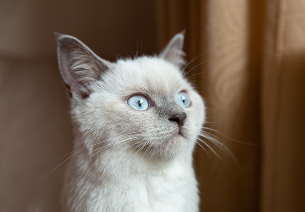 Bristish cat lilac dot