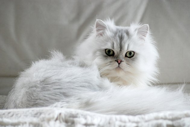 Fluffy white cat lying down looking into camera