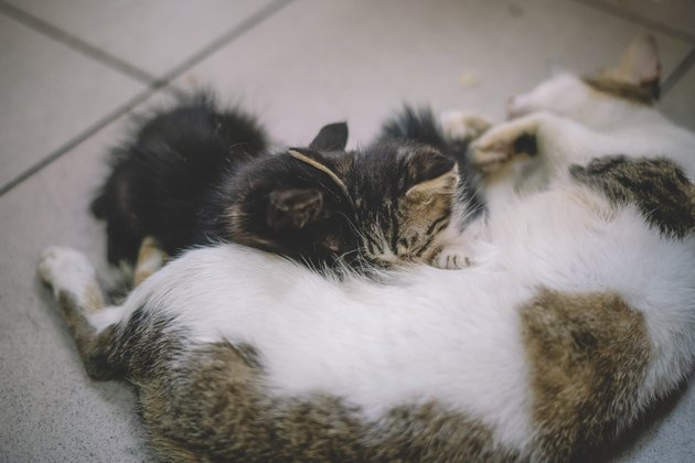 a mother cat breast feeding for her kitten
