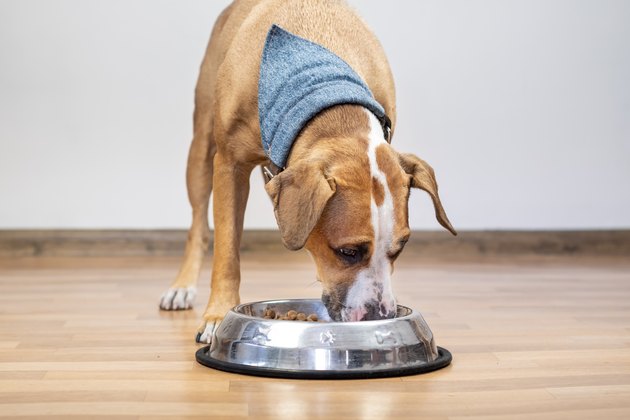 Dog eating food from its bowl indoors.