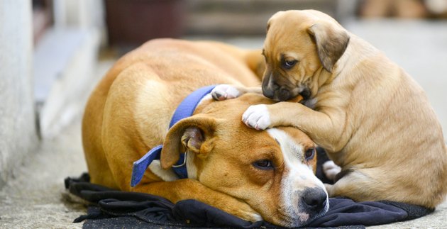 mixed breed puppy of an amstaff dog with mother