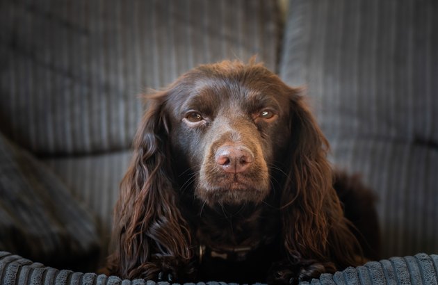 Portrait Of Cavalier King Charles Spaniel Sitting On Sofa At Home