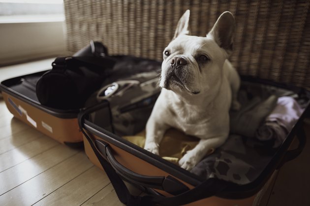 French bulldog lying in open suitcase