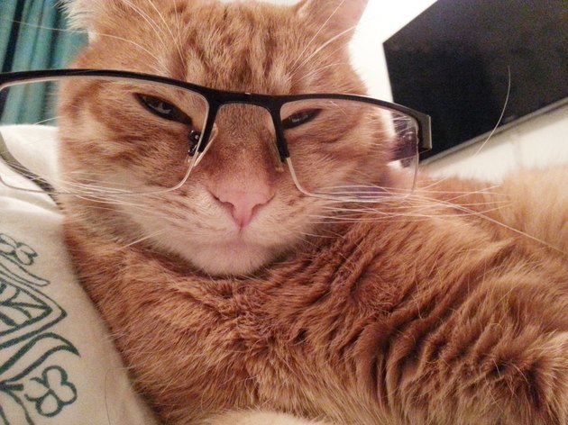 cool attitude red cat wearing black frame spectacles