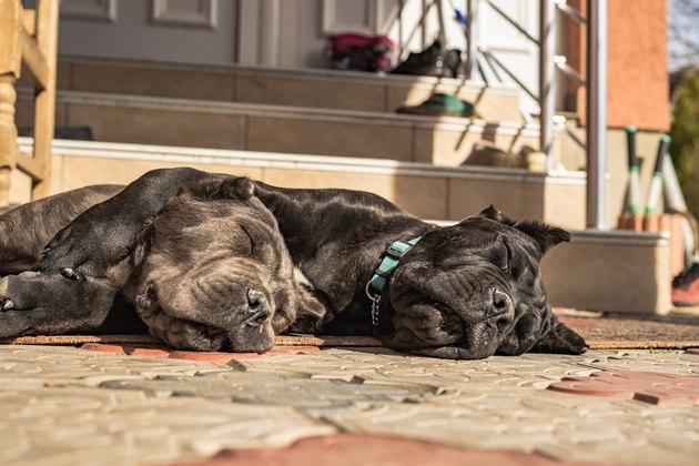 Sleeping buddies