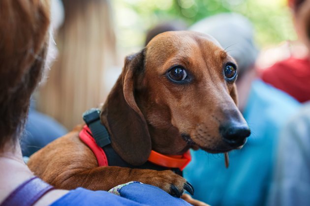 dachshund