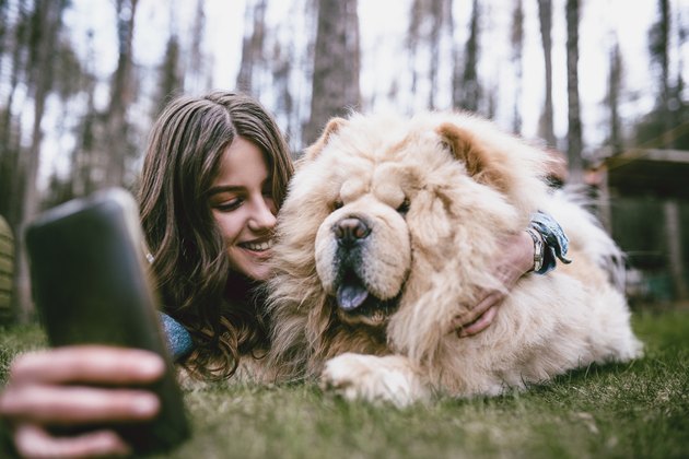 Chow Chow Selfie