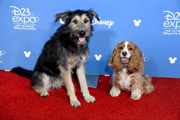 D23 Expo 2019