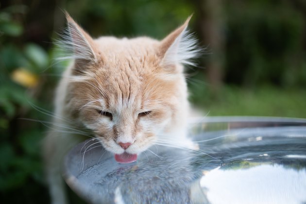maine coon garden