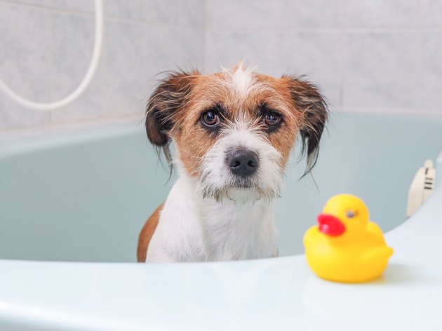 dog in bathtub