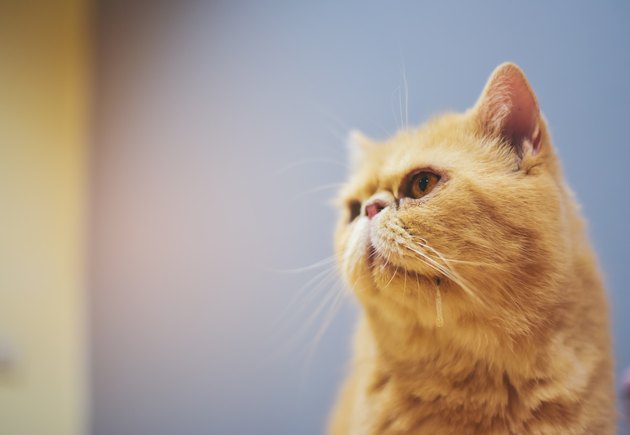 Orange yellow cat drooling and looking to the side