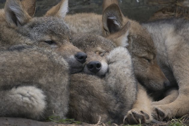 european wolf, Canis lupus lupus, captive, portraits and group of puppies