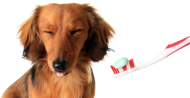 Dachshund with toothbrush