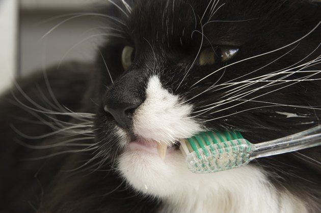 Maine Coon Cat Dental Hygiene.