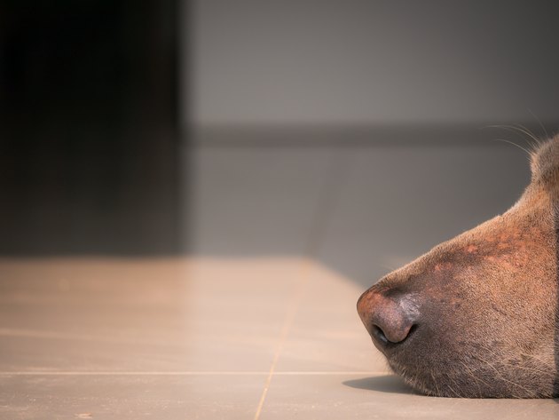 Nose of Brown Dog