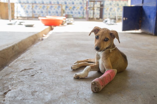 Dog_Broken_leg