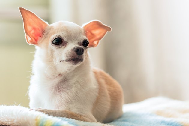 Little Chihuahua sitting on the couch in the room