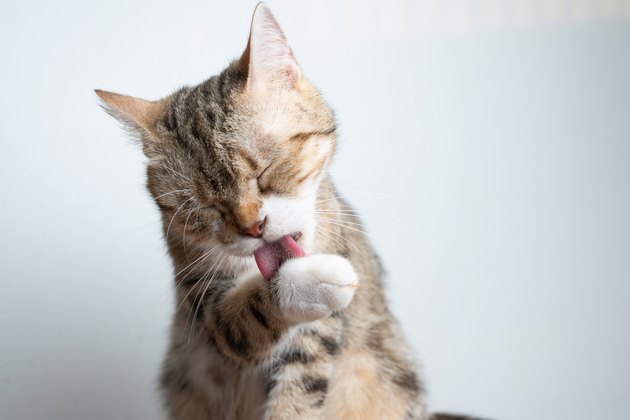 Portrait photo of cat licking its foot for cleaning and remove dust from body.