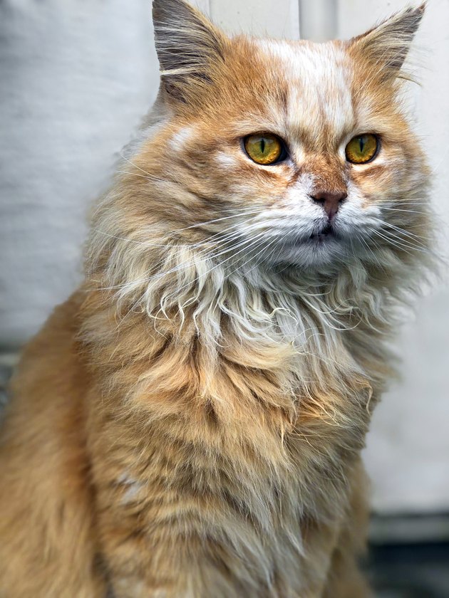 Portrait of a persian cat