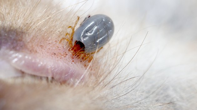 Dog tick, Paralysis tick insect parasite carrier of lyme desease