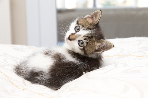 cute kitten lying on bed and looking back at camera