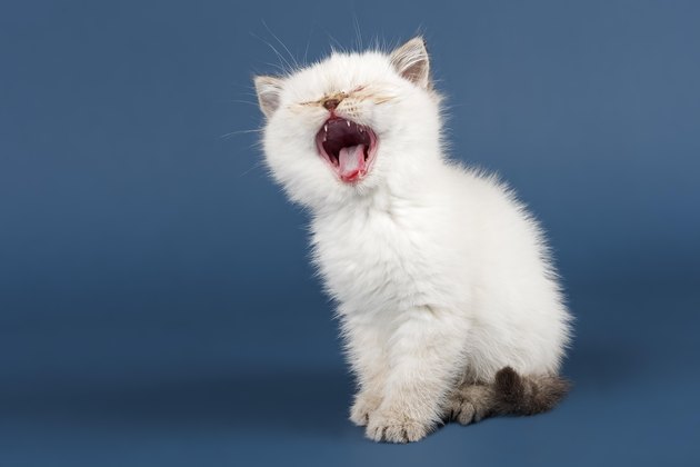 British shorthair cat, kitten meows, white