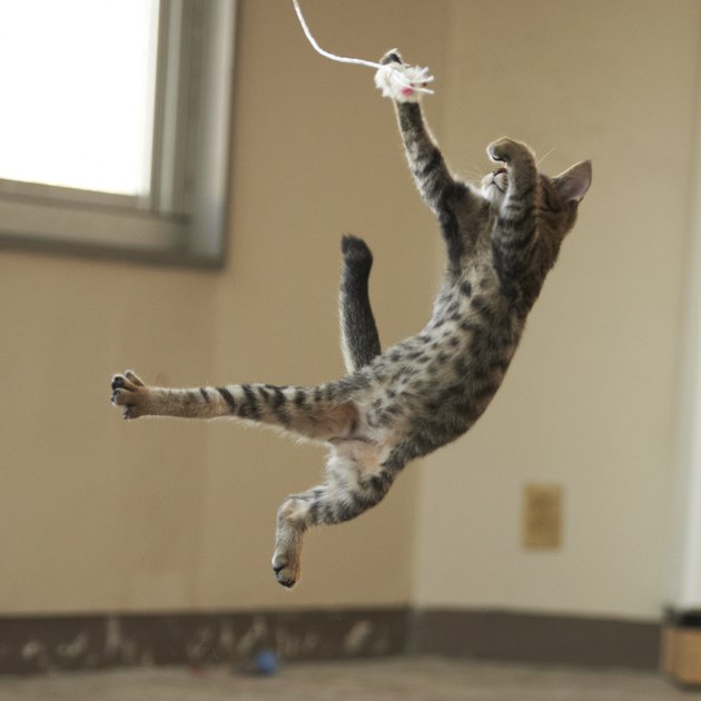 Jumping cat