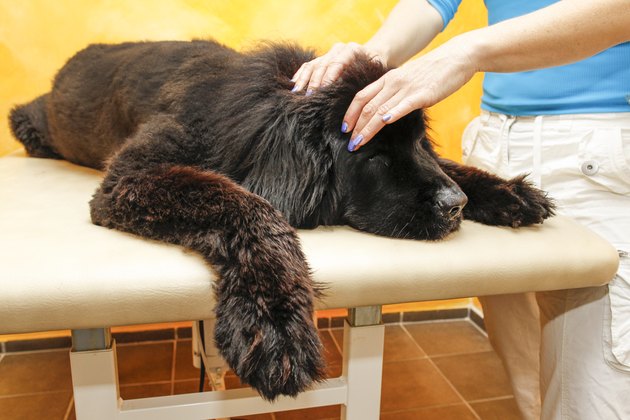 Canine physical therapy