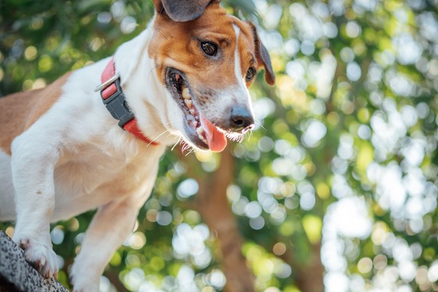 Little funny jack russell terrier pets dog enjoy outside on summer pets enjoy outside on summer