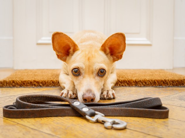 dog waits at door for a walk