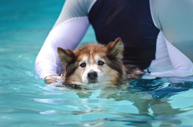 Dog swimming in pool