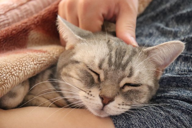 A cat with a look that feels comfortable with its eyes closed and stroked.