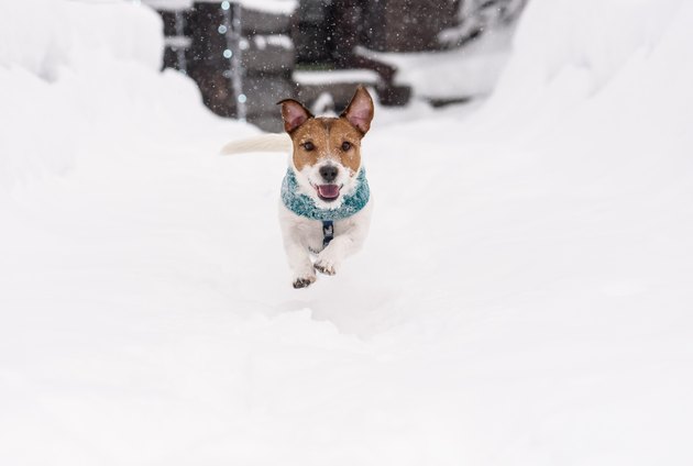 Happy funny dog running on snow path on winter day