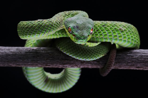 Identifying a Snake by Color | Cuteness