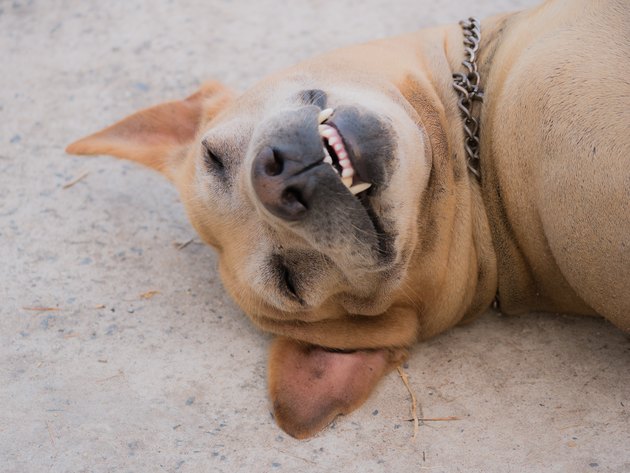The Brown Dog Smiling