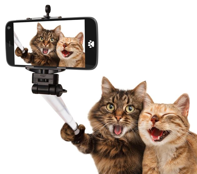 Cat Taking Selfie With Smart Phone Against White Background