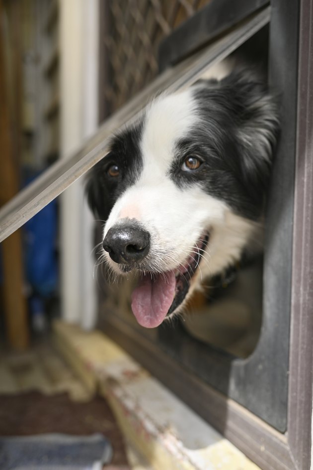 dog poking head through dog door