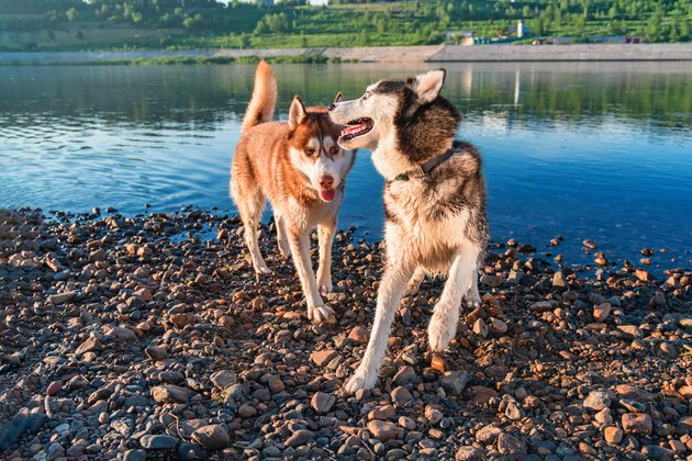 Two Siberian husky dogs have fun playing on the shore by the water.