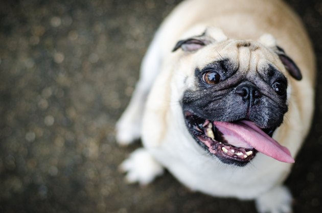 Cute pug dog with funny face