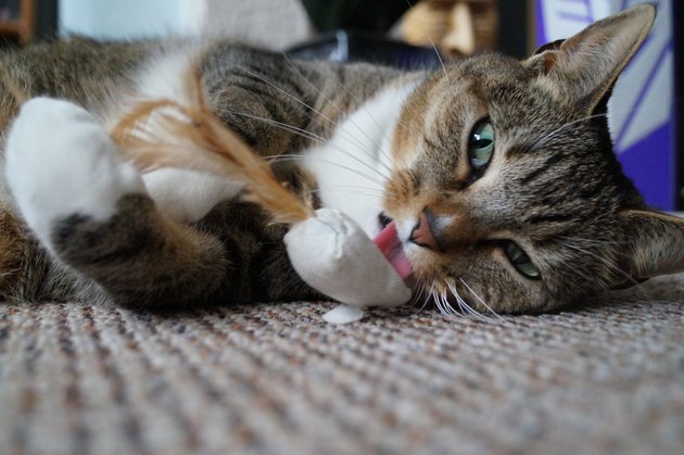 Tabby cat playing