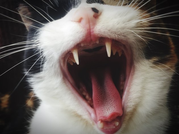 5 Fascinating Facts About Your Cat's Teeth Cuteness