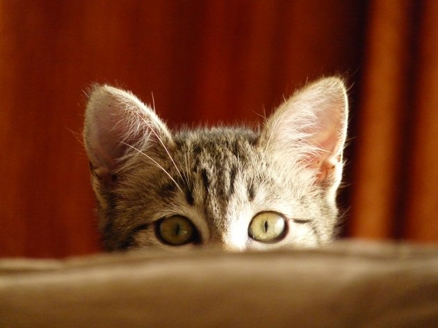 A striped cat peeks curiously over a ledge.