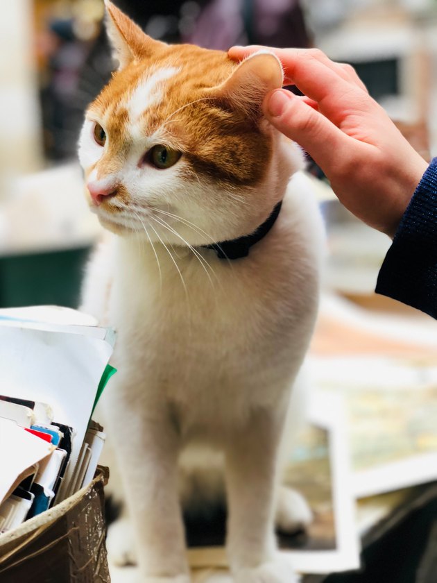 Stroking a Turkish van cat