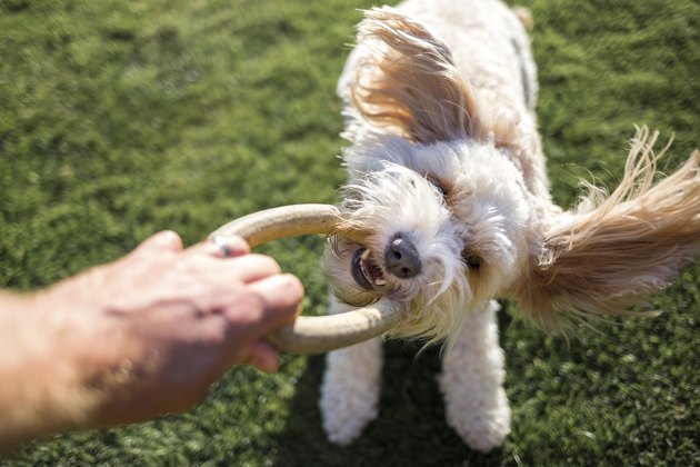 What does it mean when a dog winks at sales you