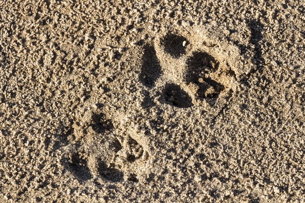 Traces of a dog